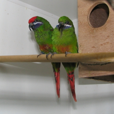 Plum-faced lorikeet